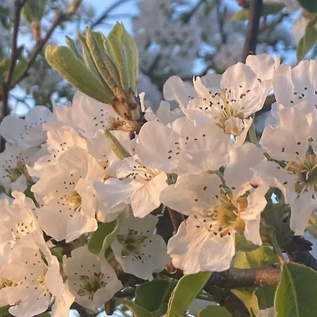 Rueblihaus * Sulzbach-Laufen