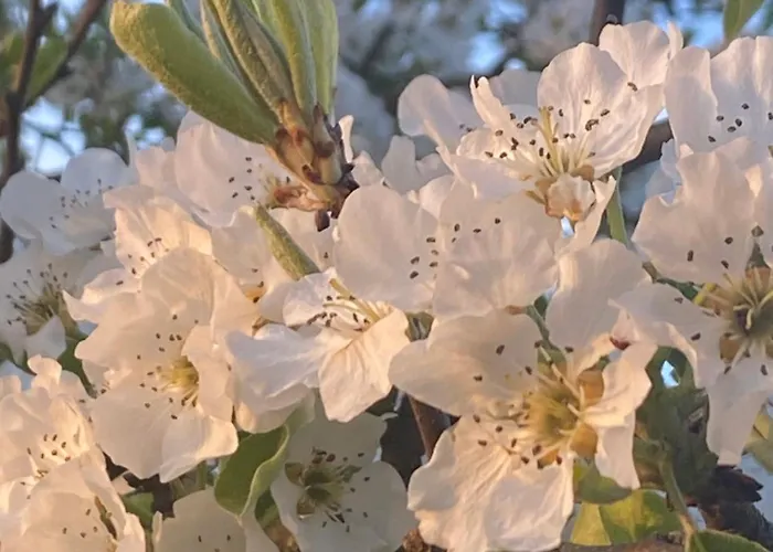 Rueblihaus * Sulzbach-Laufen